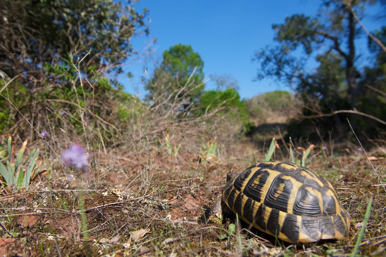 Préjudice écologique : les espèces et habitats protégés n’ont pas de valeur vénale (Cour de cassation, 26 mars 2024, n° 23-81.410)