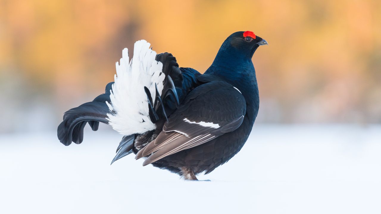 [communiqué] Suspension de la chasse des Tétras-lyre et Perdrix bartavelle dans les Alpes de Haute-Provence et les Hautes Alpes (recours de l’association One Voice) et en Savoie (recours des associations One Voice et Aspas) (Dossiers cabinet)