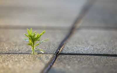 [colloque] 25&26 février 2025 – « La Charte de l’environnement : nouvel âge, nouveaux horizons ? » (Université Jean Moulin – Lyon 3)