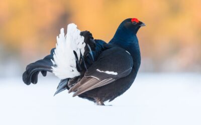 [Communiqué] Biodiversité : l’association One Voice, défendue par Gossement Avocats, obtient en justice l’annulation et la suspension de plusieurs autorisations de chasse d’oiseaux dans les Alpes de Haute-Provence, les Hautes-Alpes et en Isère