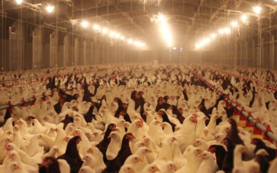 Un maire peut refuser le permis de construire d’un poulailler industriel en raison du manque d’eau, en tenant compte du changement climatique (jurisprudence cabinet)