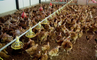 Le Gouvernement simplifie l’autorisation des installations d’élevage intensif en application de la « loi Duplomb » (Décret n° 2026-46 du 2 février 2026 modifiant la nomenclature des installations classées pour la protection de l’environnement)