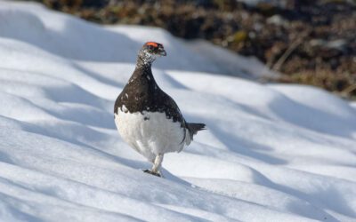 Lagopède alpin : la ministre de l&rsquo;écologie doit suspendre, pour cinq ans, la chasse d&rsquo;une espèce d&rsquo;oiseau sauvage dont l&rsquo;état de conservation est mauvais (Conseil d&rsquo;Etat, 2 mars 2026, Ligue pour la Protection des Oiseaux, One Voice et Comité écologique ariègeois)