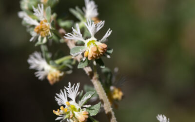 Dérogation espèces protégées : le classement d&rsquo;une espèce protégée ne porte pas une atteinte excessive au droit de propriété dés lors qu&rsquo;existe la procédure « dérogation espèces protégées » (Conseil d&rsquo;Etat, 11 mars 2026, n°500143)