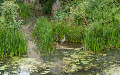 Principe de non-régression : le Gouvernement ne peut pas réduire le niveau de protection des zones humides qui ont « un rôle essentiel en matière environnementale » (Conseil d&rsquo;Etat, 2 mars 2026, France Nature Environnement et autres, n°497009)