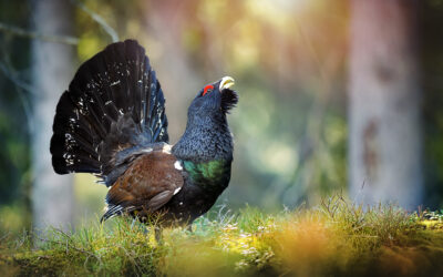 Grand Tétras : le Gouvernement envisage de le classer parmi les oiseaux protégés et d’interdire sa chasse