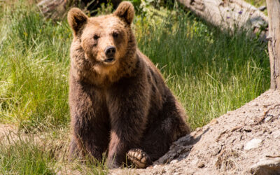 Ours des Pyrénées : le juge du référé-liberté du tribunal administratif de Toulouse suspend de nouveau et en urgence des mesures d’effarouchement, décidées par le préfet de l’Ariège en violation du droit de vivre dans un environnement sain et équilibré (Charte de l’environnement)