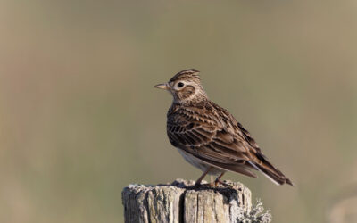 Chasse : la chasse aux filets des alouettes des champs poursuit des finalités « vivrières, culturelles et récréationnelles » qui lui sont propres et qui justifient qu’elle soit autorisée en plus de la chasse au tir (Conseil d’Etat, 2 octobre 2026, Association One voice et Ligue pour la protection des oiseaux, n°507798)